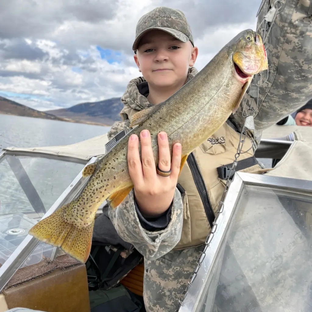 The most recent Yellowstone cutthroat trout catches on Fishbrain
