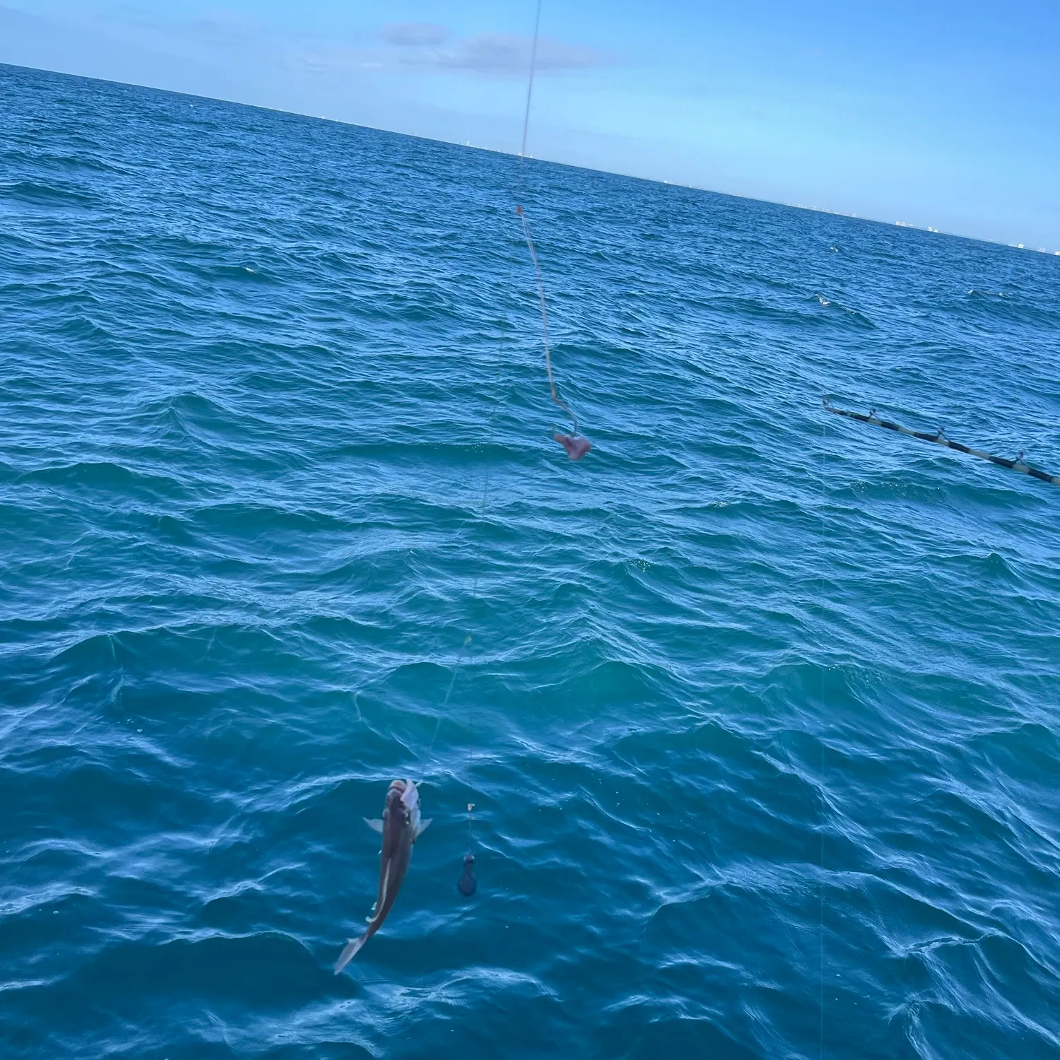 Tomtate grunt caught on Fishbrain