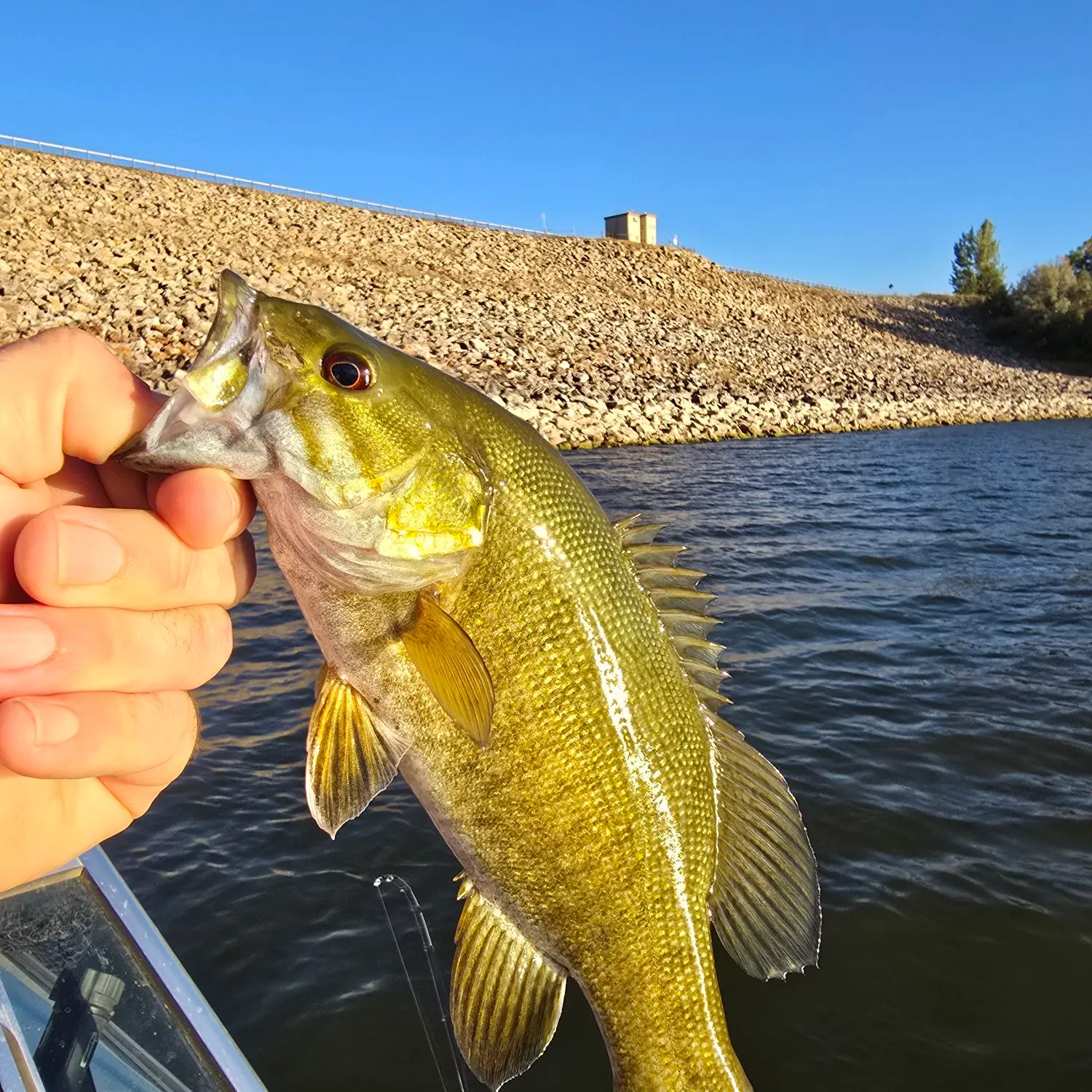 Smallmouth bass caught on Fishbrain
