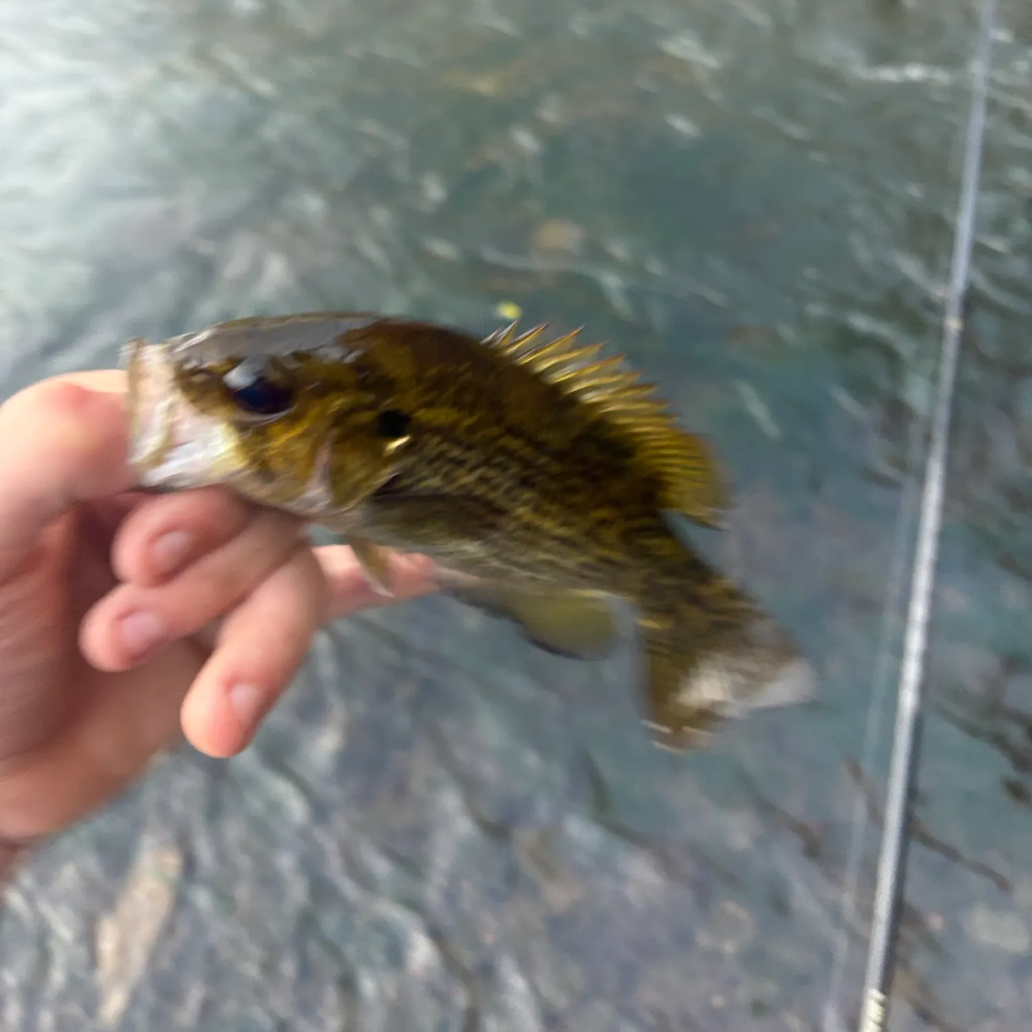 Rock bass caught on Fishbrain
