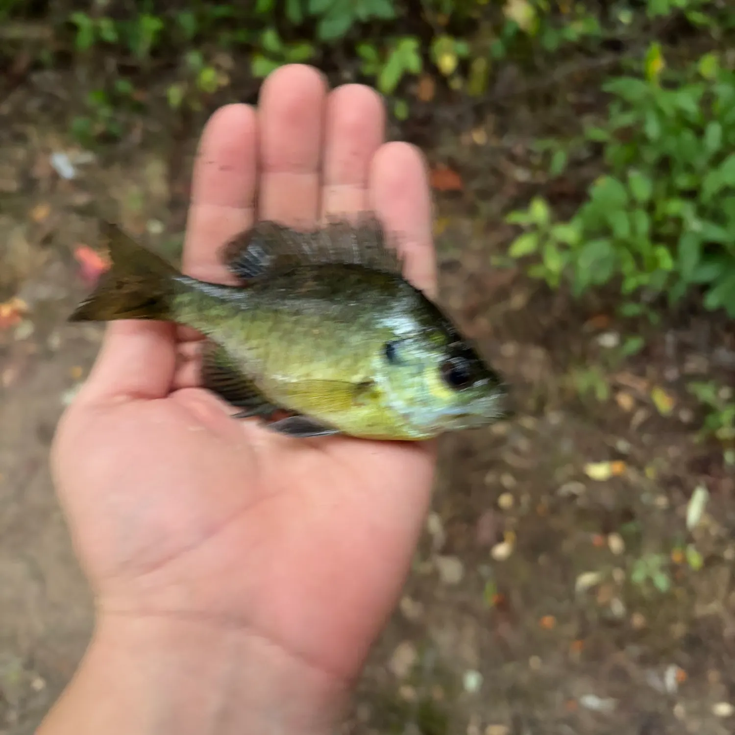 Bluegill caught on Fishbrain