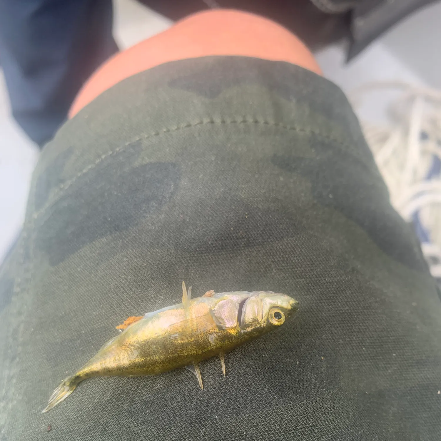 The most recent Three-spined stickleback catches on Fishbrain