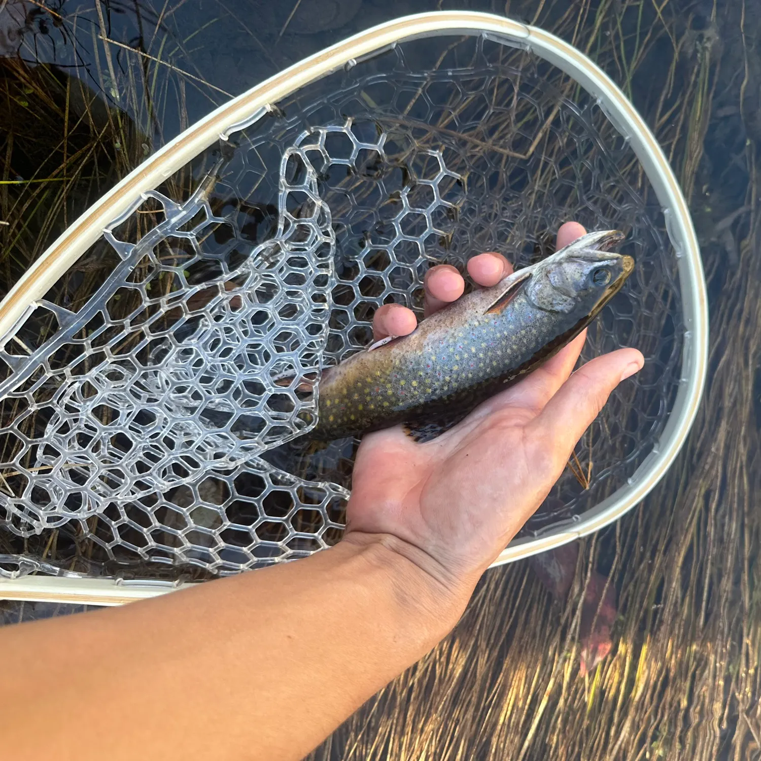 Brook trout caught on Fishbrain