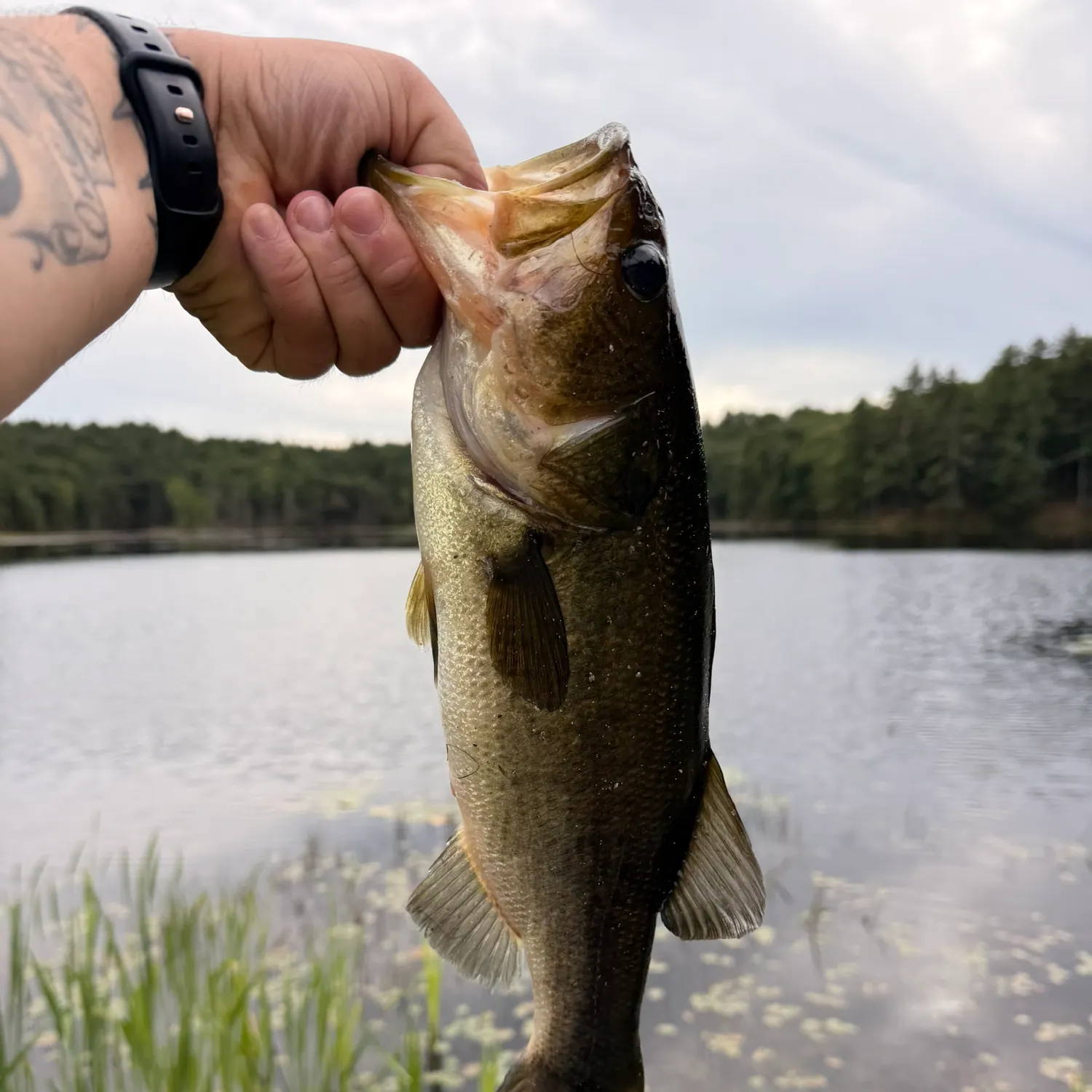 Largemouth bass caught on Fishbrain