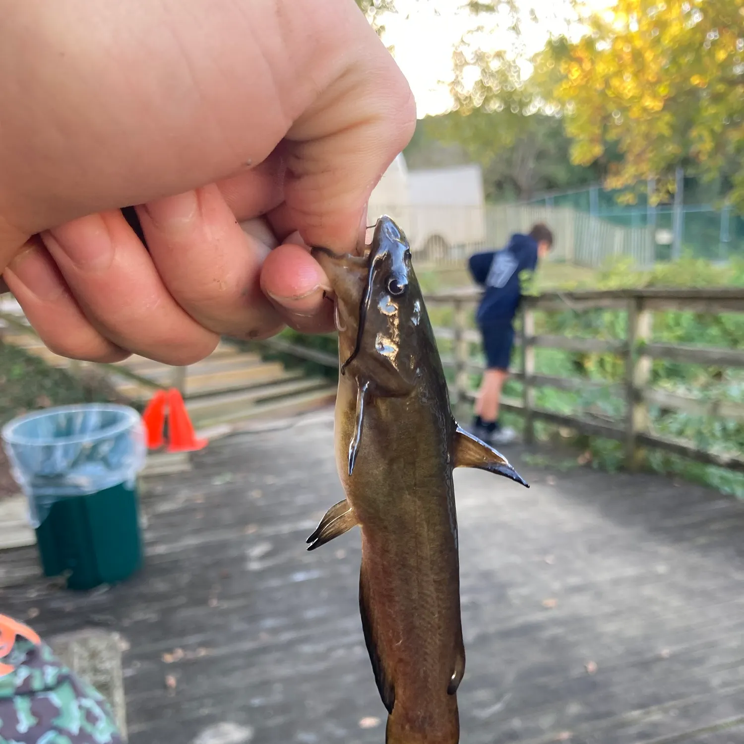 Black bullhead caught on Fishbrain
