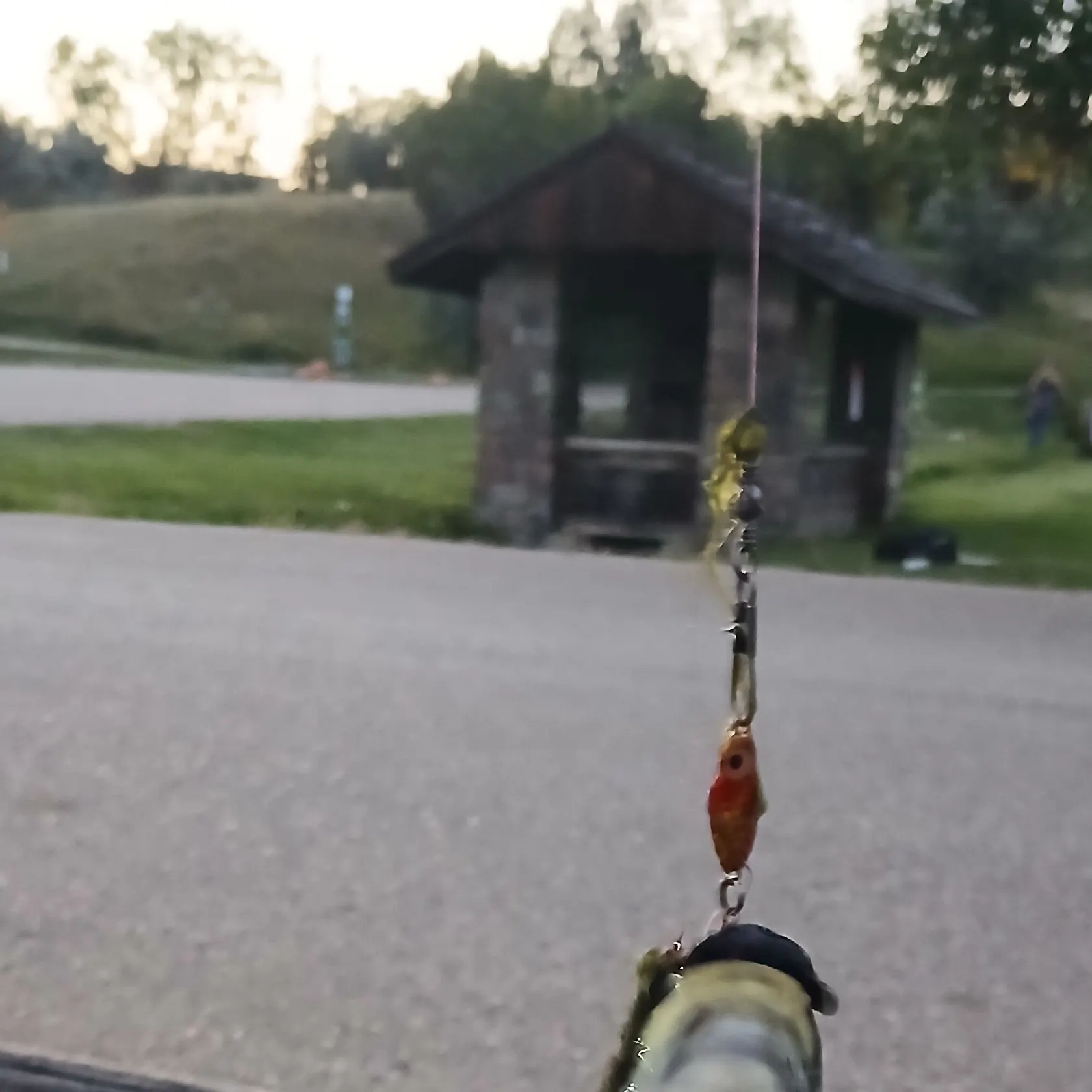 Black bullhead caught on Fishbrain