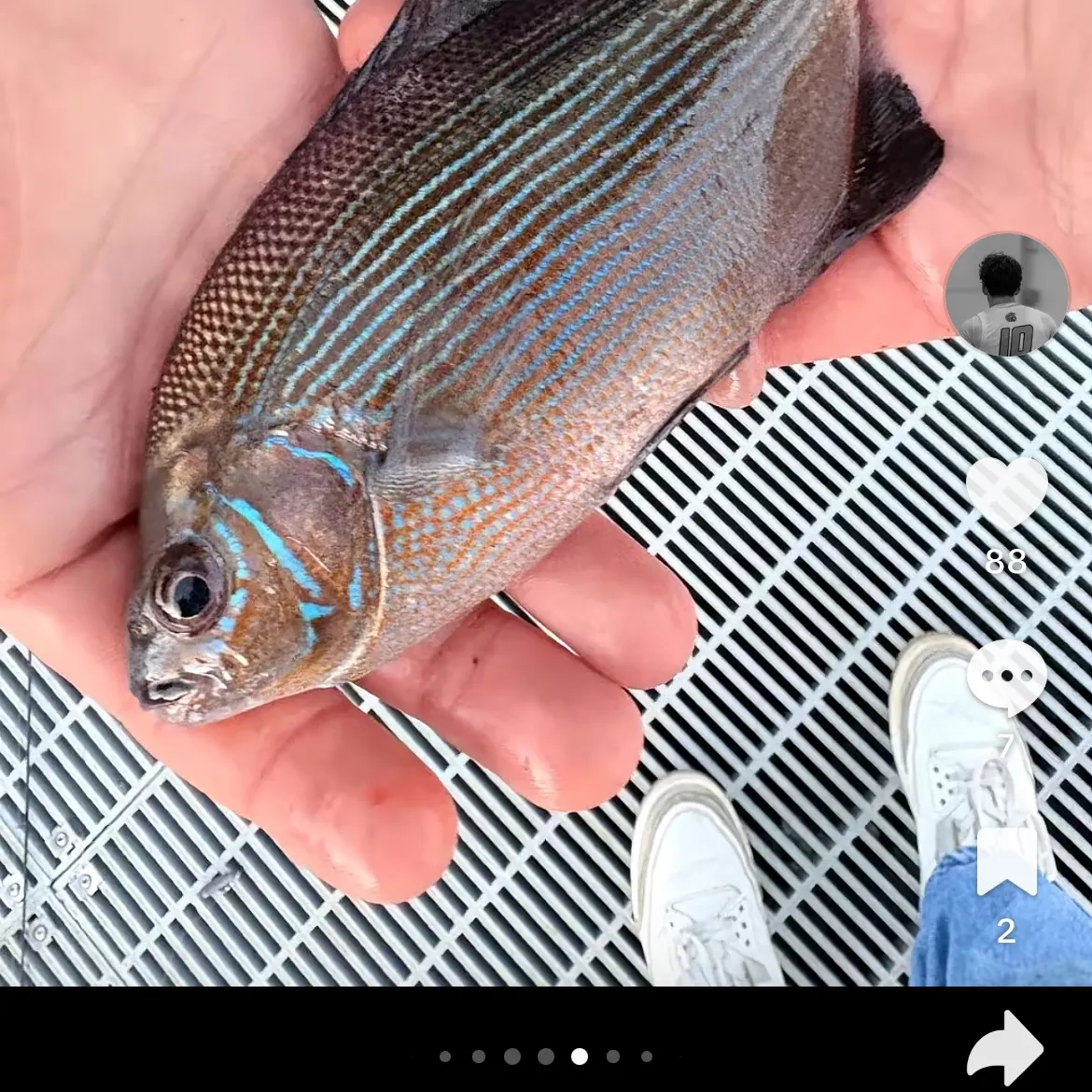 The most recent Pile perch catches on Fishbrain
