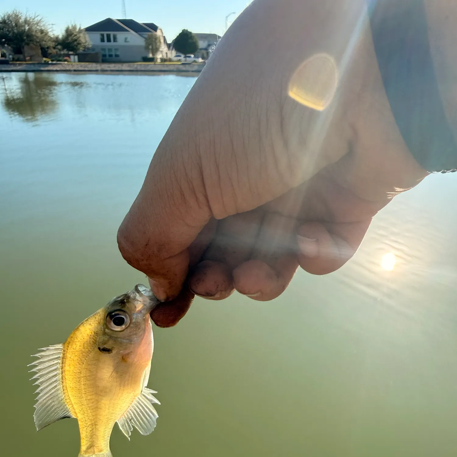 Bluegill caught on Fishbrain