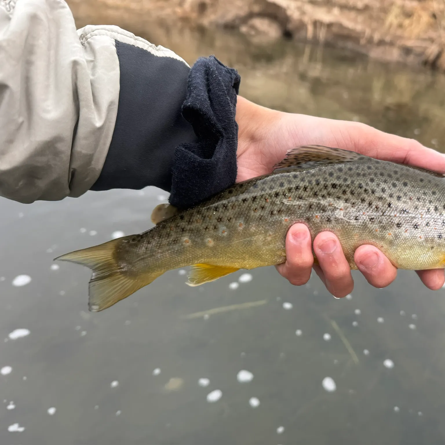 The most recent Brown trout catches on Fishbrain