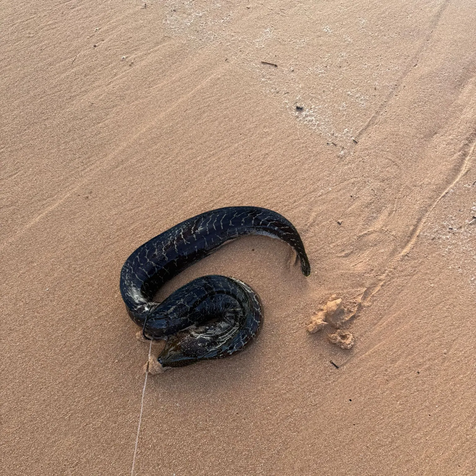 The most recent Spotted moray eel catches on Fishbrain