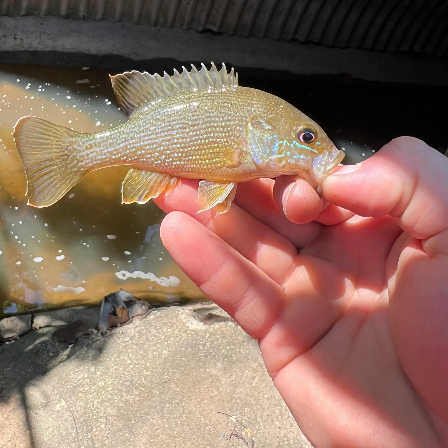 Green sunfish caught on Fishbrain