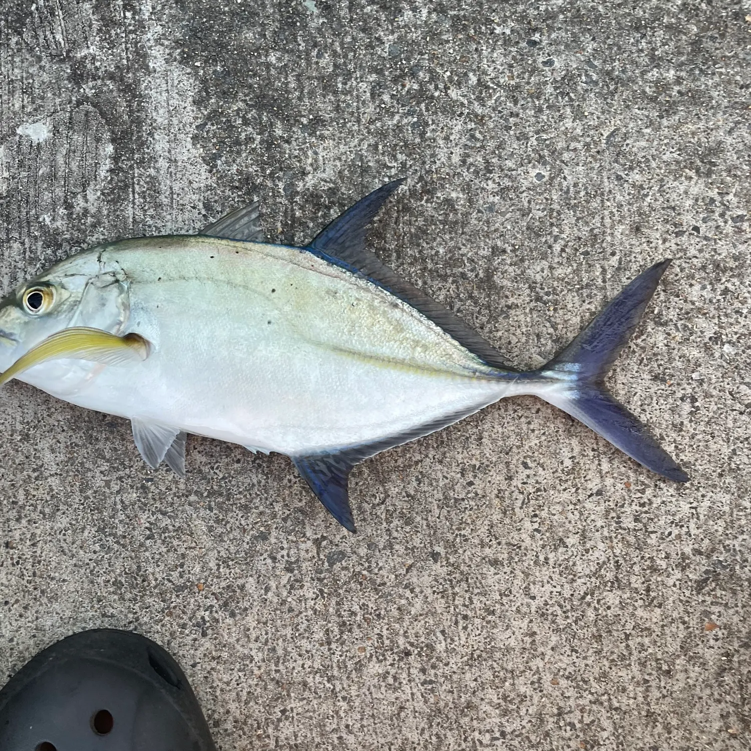 Bluefin trevally caught on Fishbrain