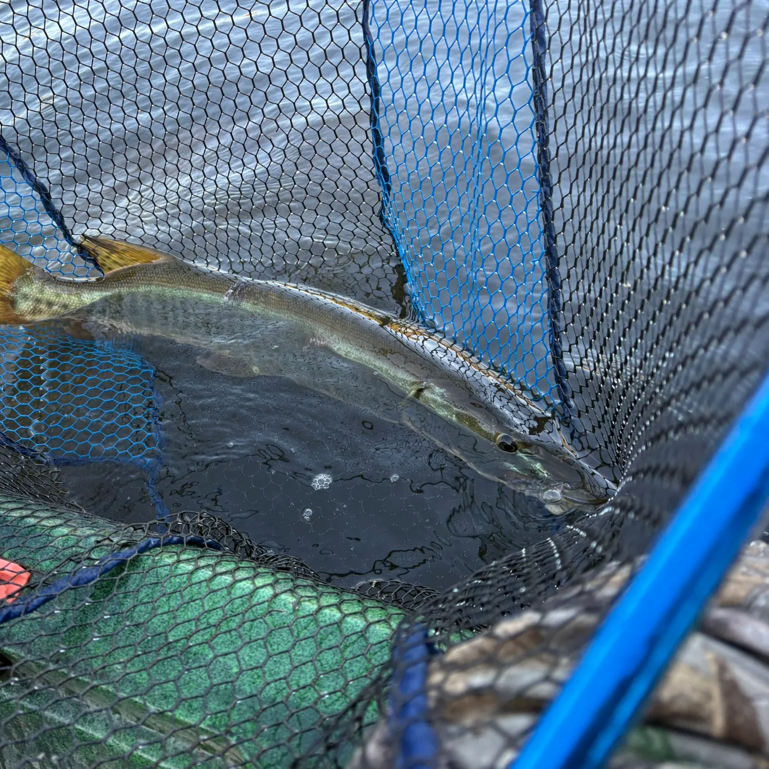 The most recent Muskellunge catches on Fishbrain