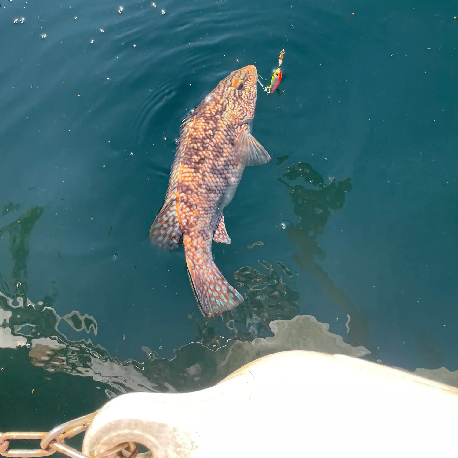 Ballan wrasse caught on Fishbrain