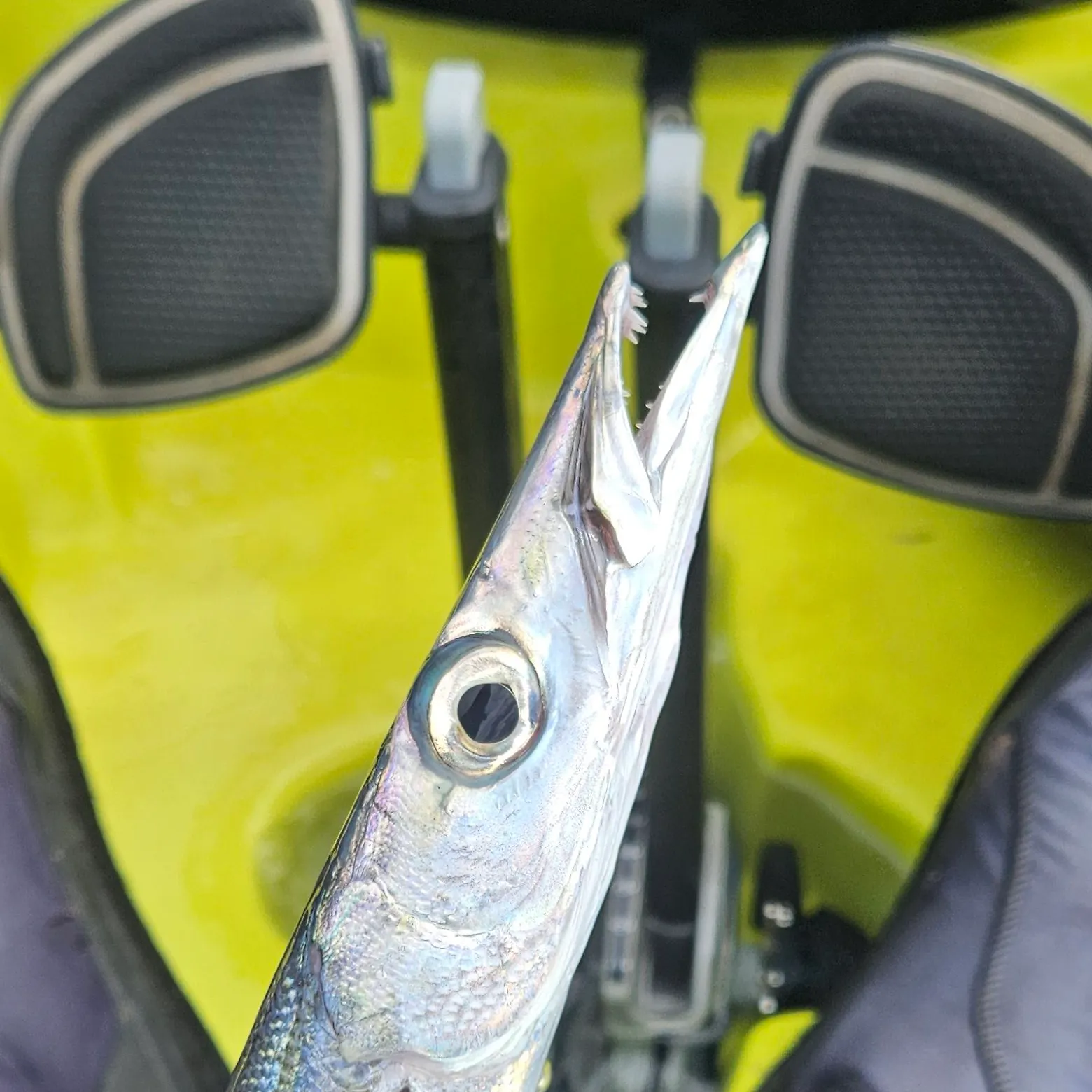 The most recent Yellowtail barracuda catches on Fishbrain