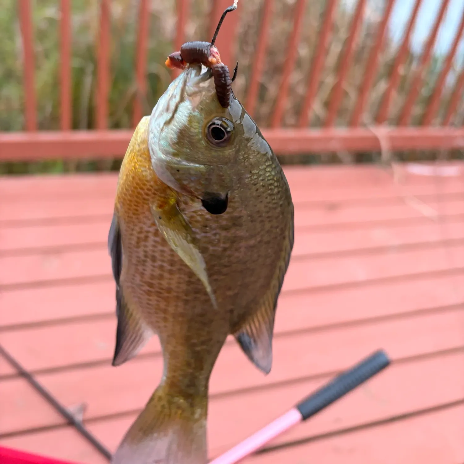Redbreast sunfish caught on Fishbrain
