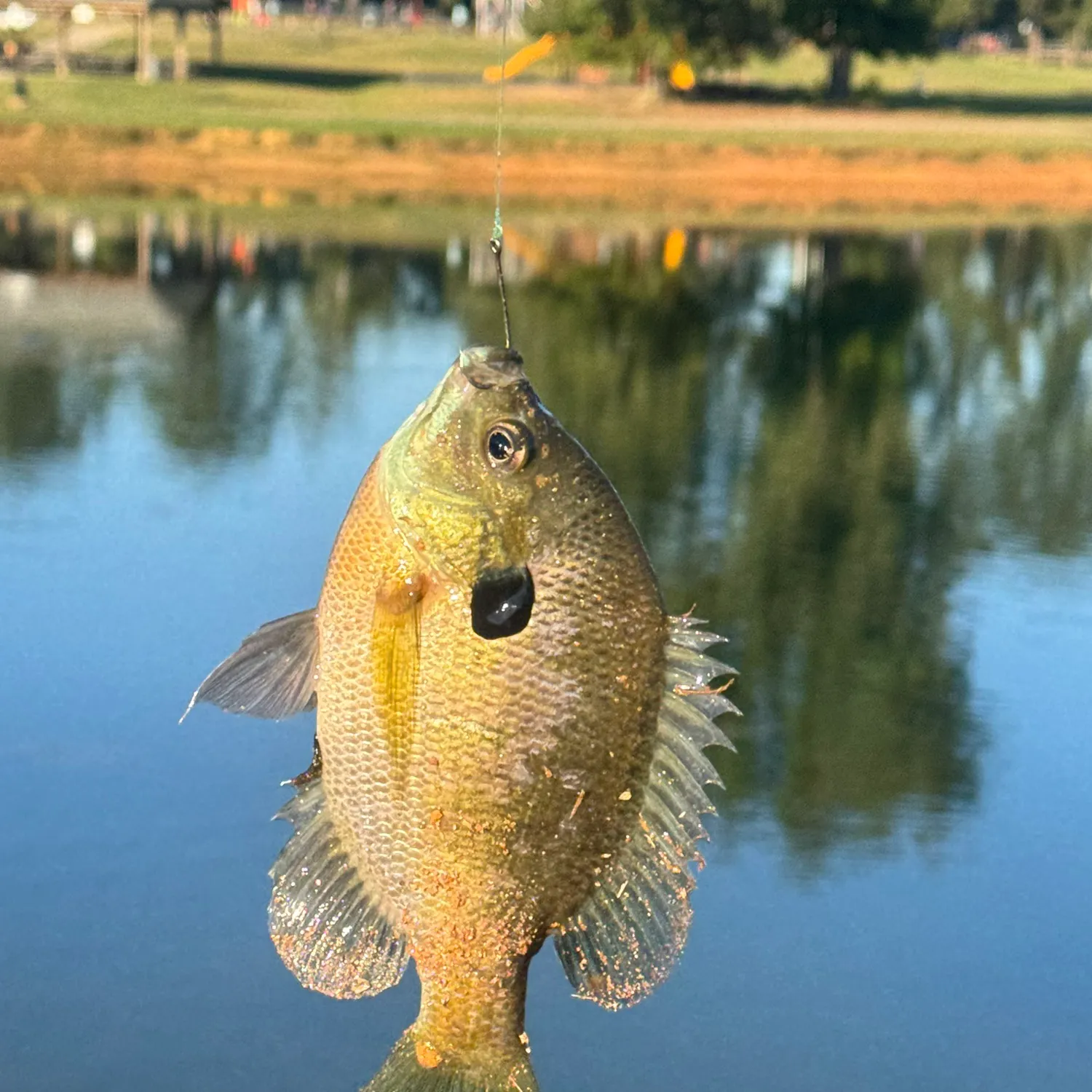 Bluegill caught on Fishbrain