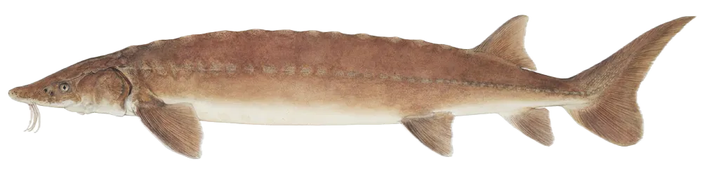 Lake sturgeon