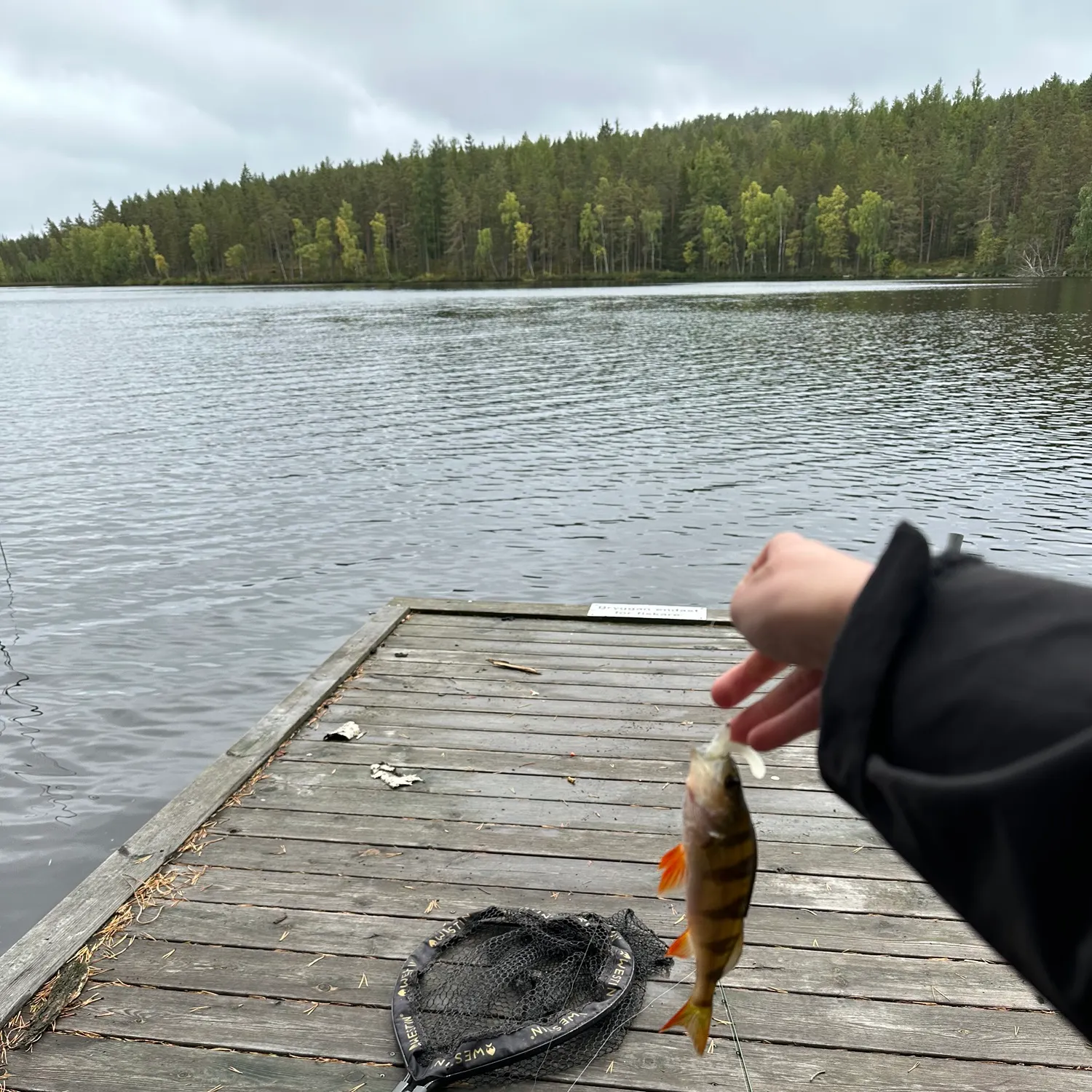 European perch caught on Fishbrain