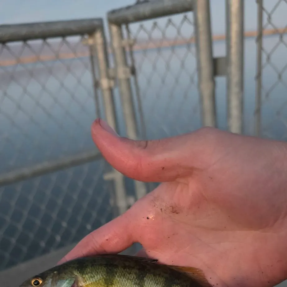 Yellow perch caught on Fishbrain