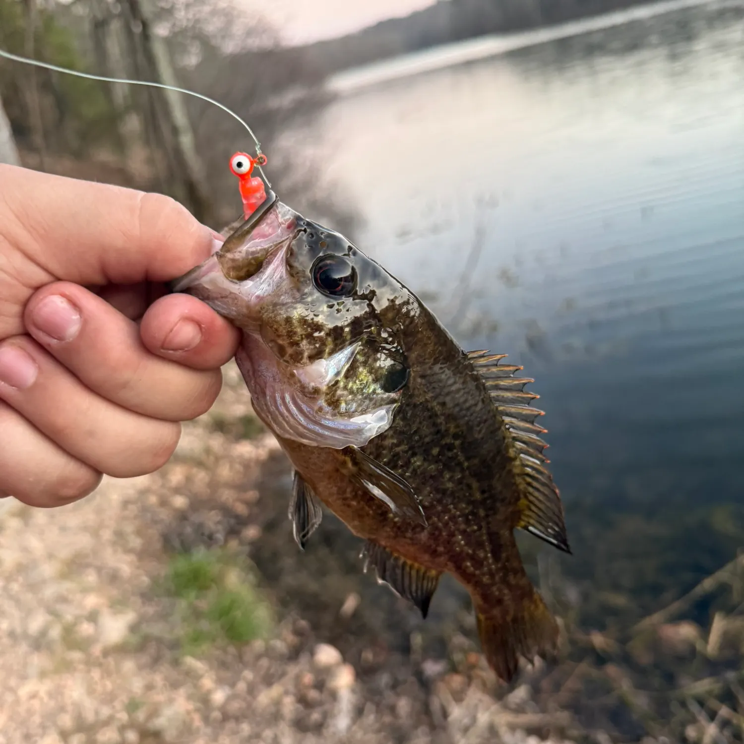 The most recent Warmouth catches on Fishbrain