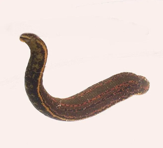 Leeches