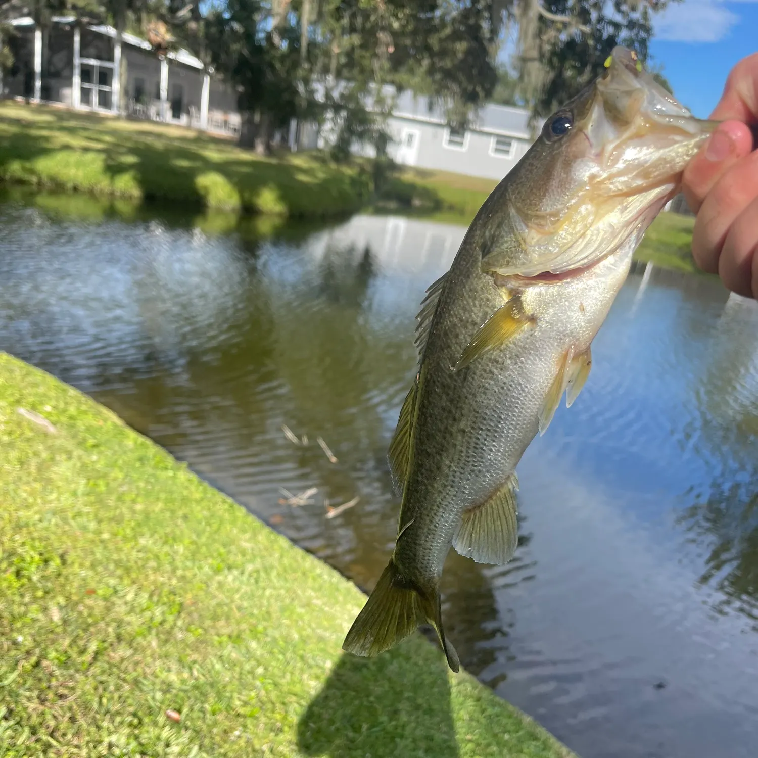 The most recent Largemouth bass catches on Fishbrain