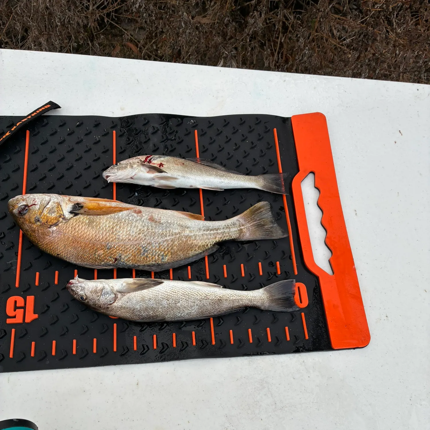 Fish caught on Fishbrain
