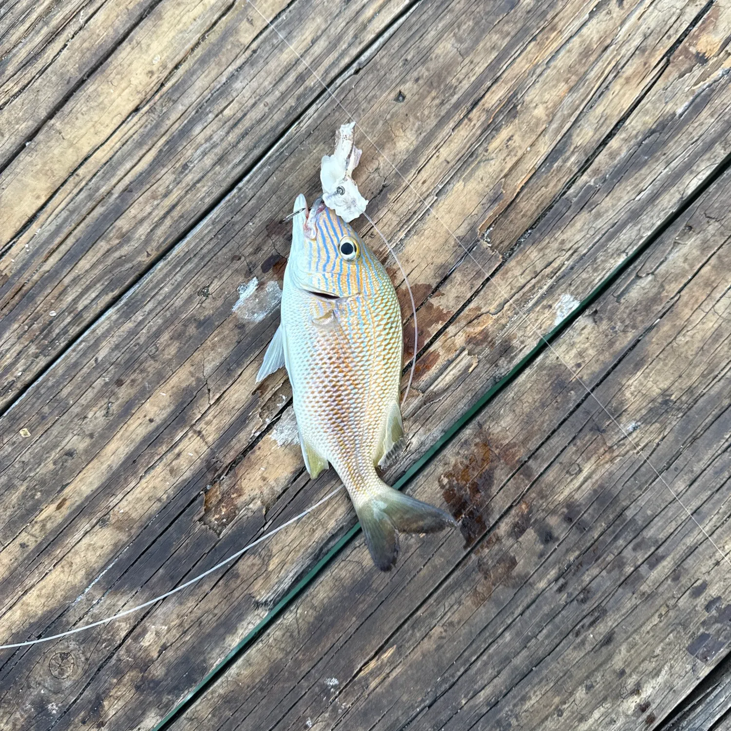 The most recent Smallmouth grunt catches on Fishbrain