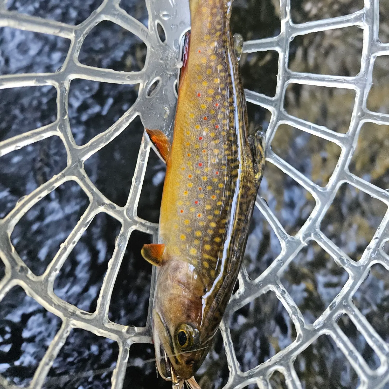 Brook trout caught on Fishbrain
