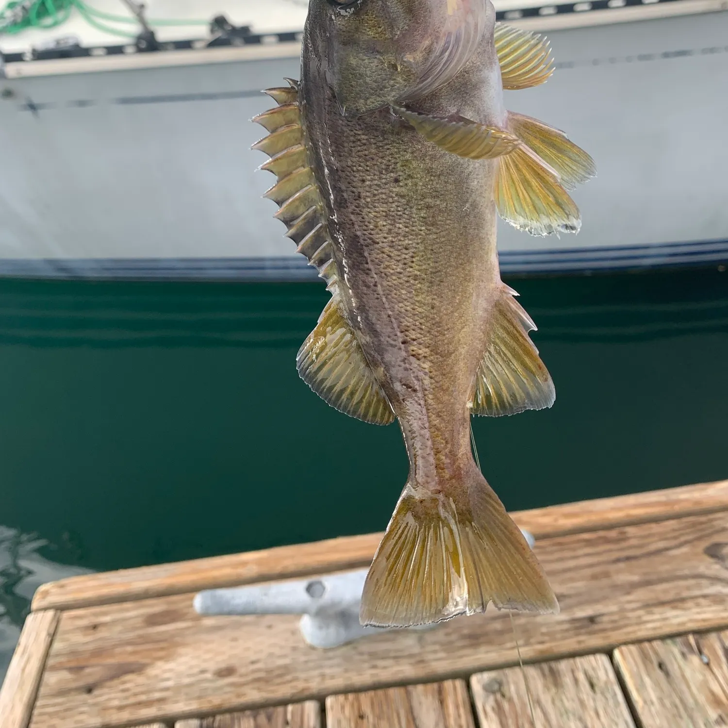 The most recent Yellowtail rockfish catches on Fishbrain