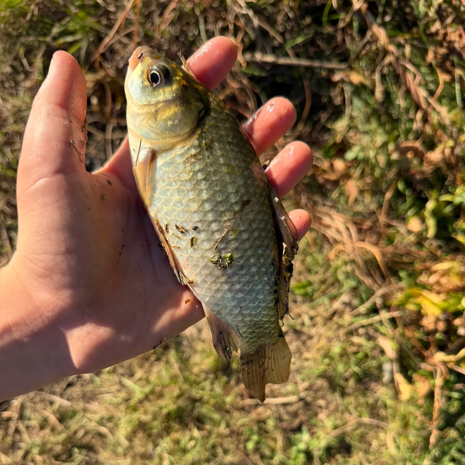 Common carp caught on Fishbrain
