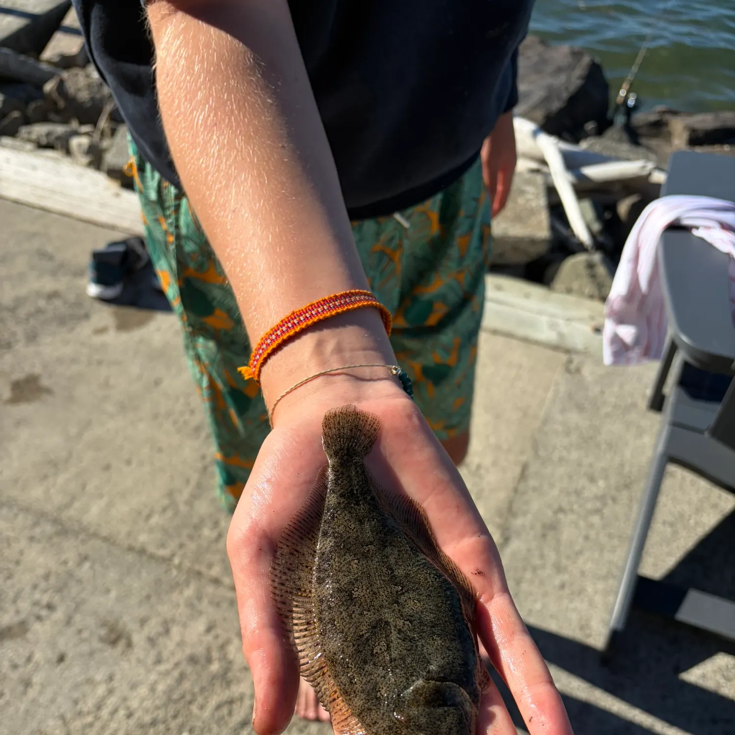 The most recent English sole catches on Fishbrain