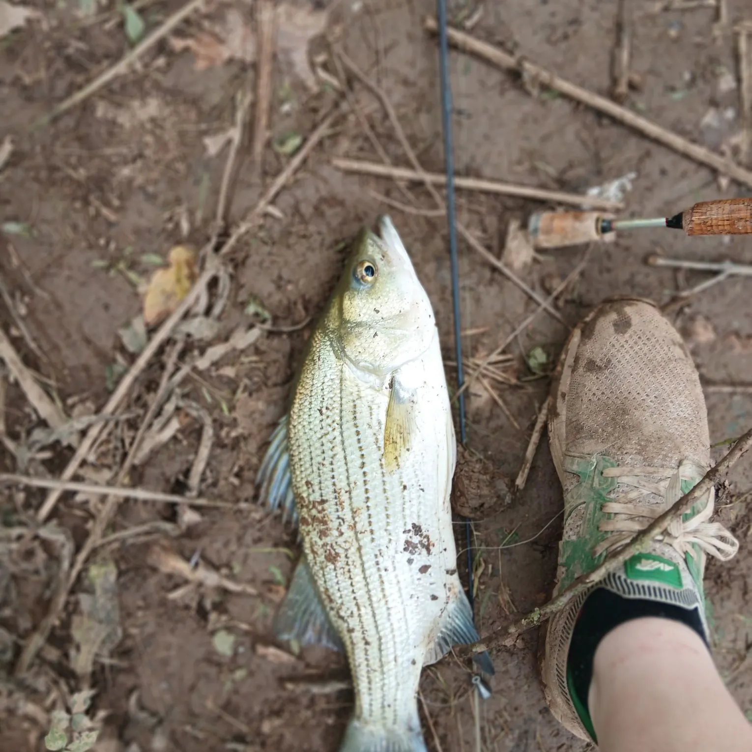 Wiper caught on Fishbrain