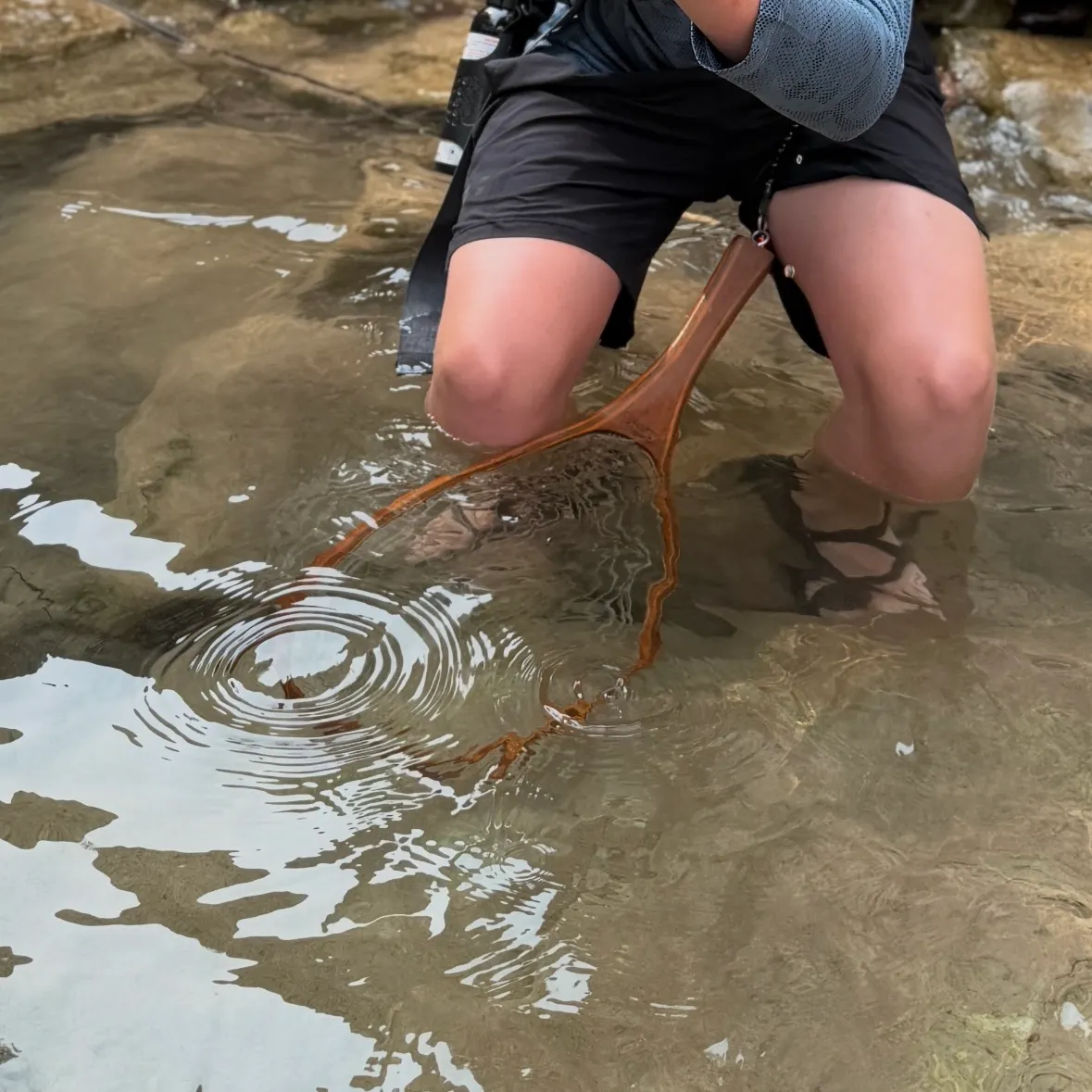 The most recent Bull trout catches on Fishbrain