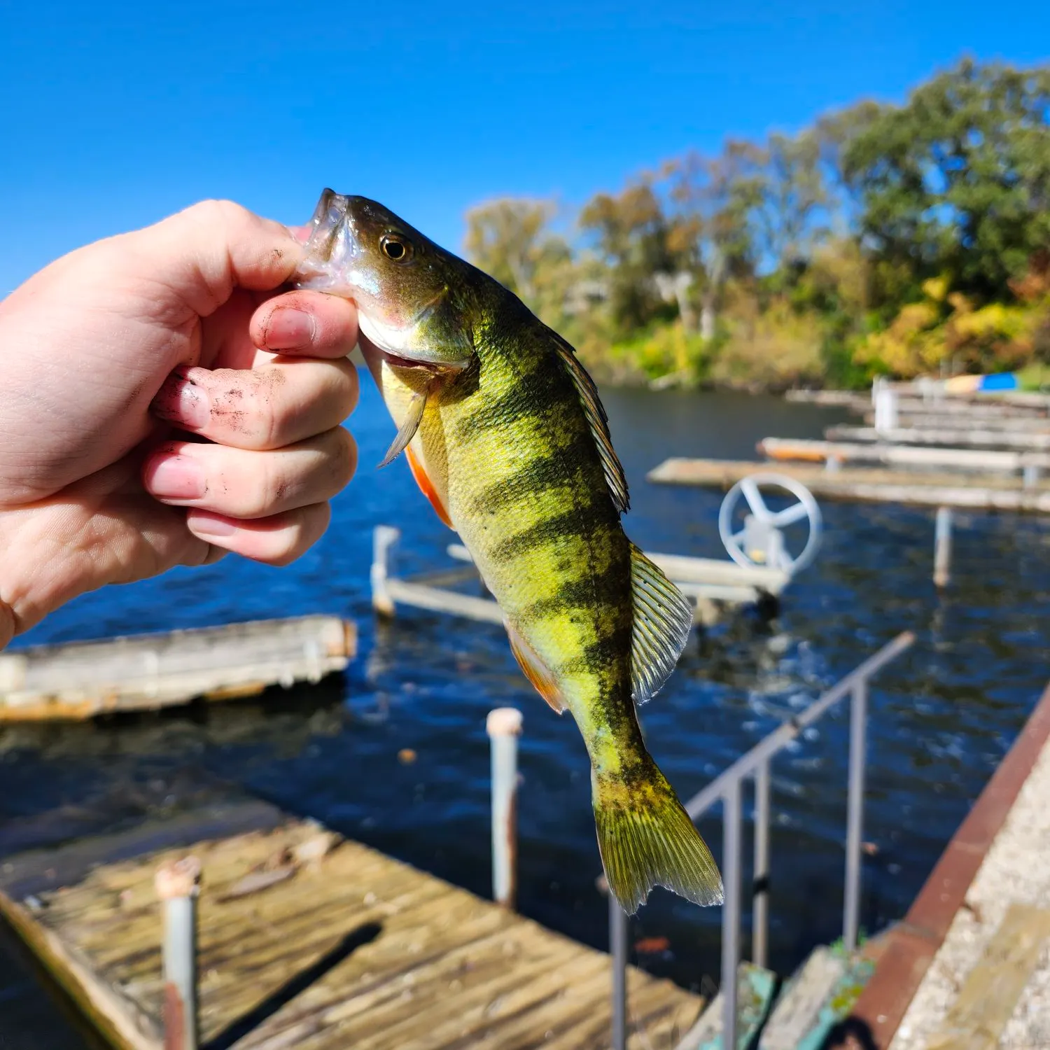 Yellow perch caught on Fishbrain