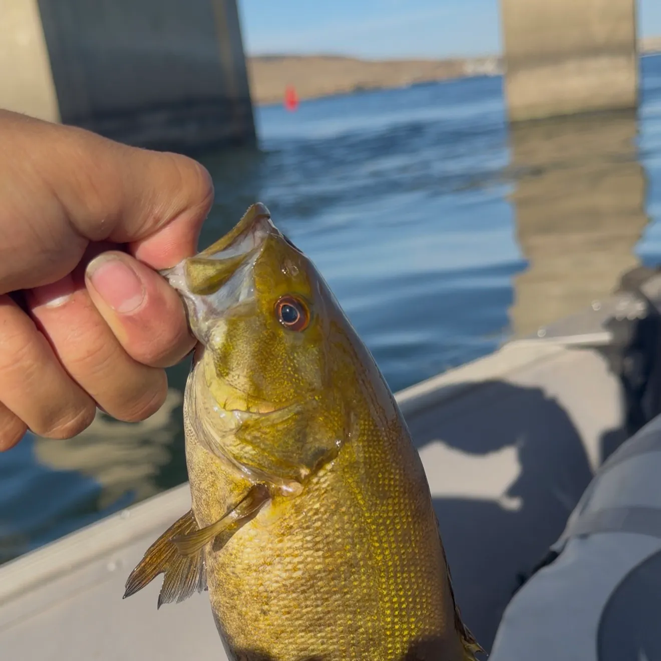 Smallmouth bass caught on Fishbrain