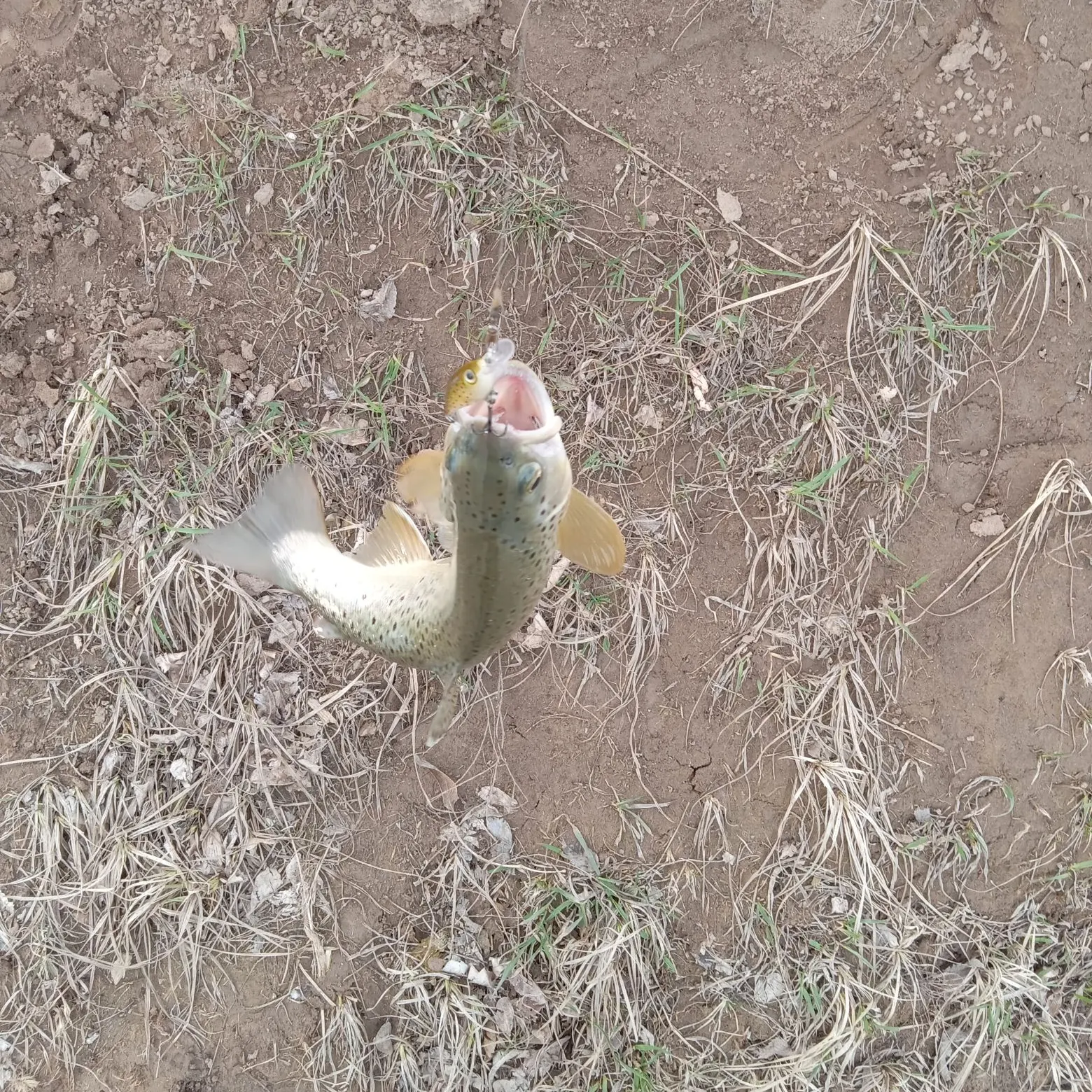 angler catch