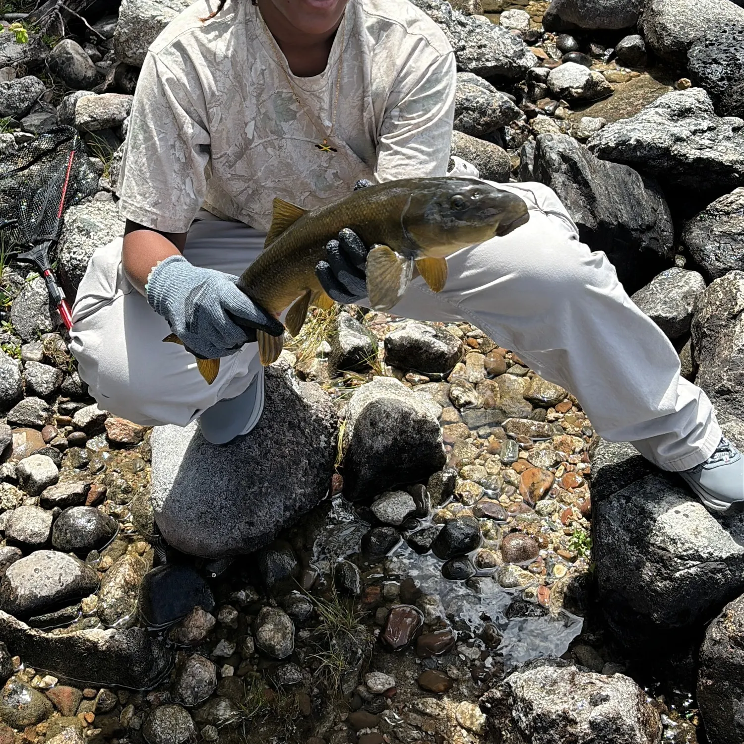 The most recent Utah sucker catches on Fishbrain