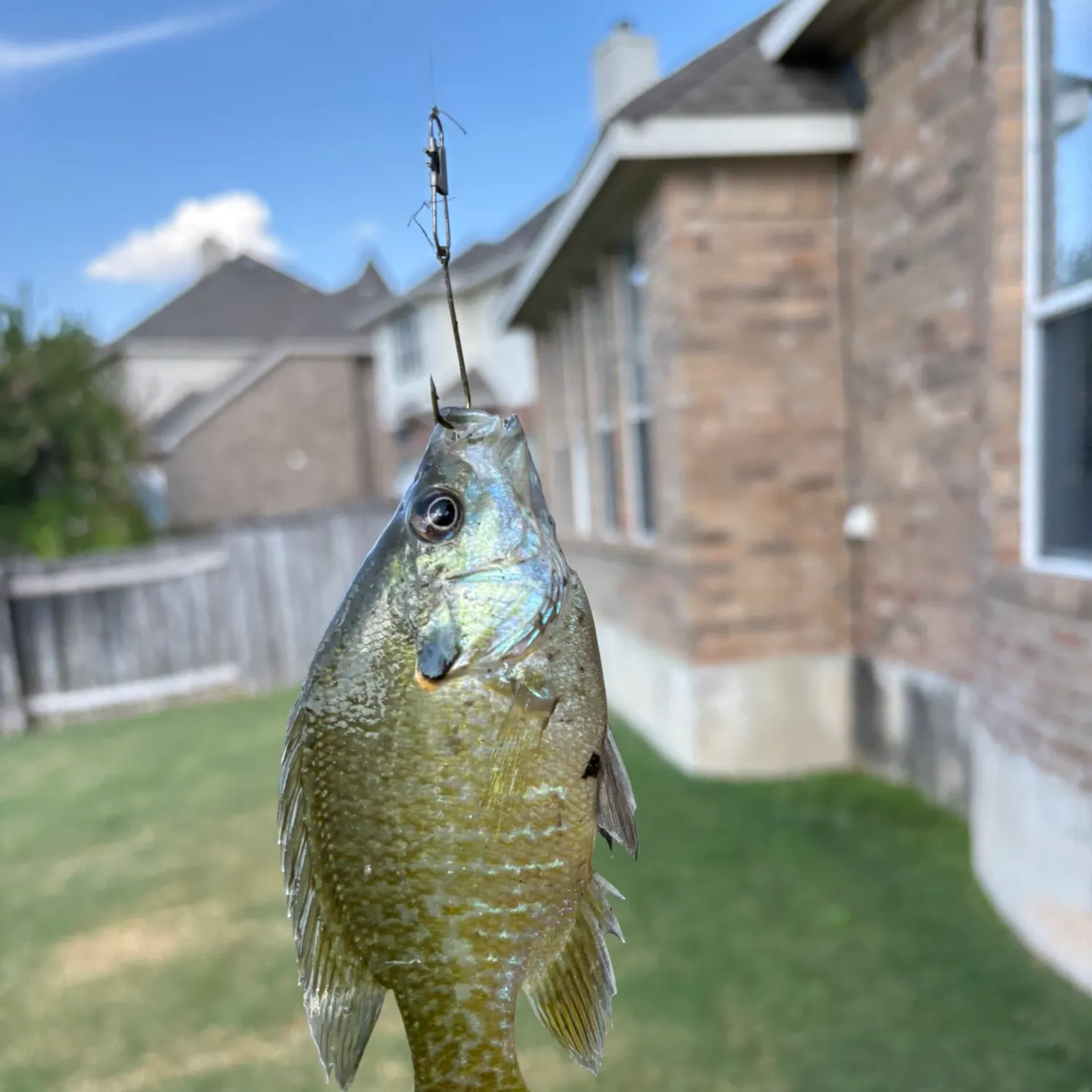 Greengill hybrid caught on Fishbrain
