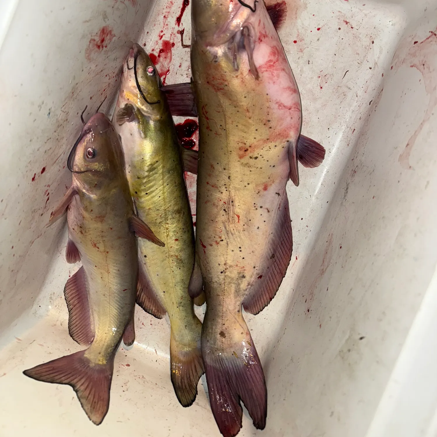 Channel catfish caught on Fishbrain