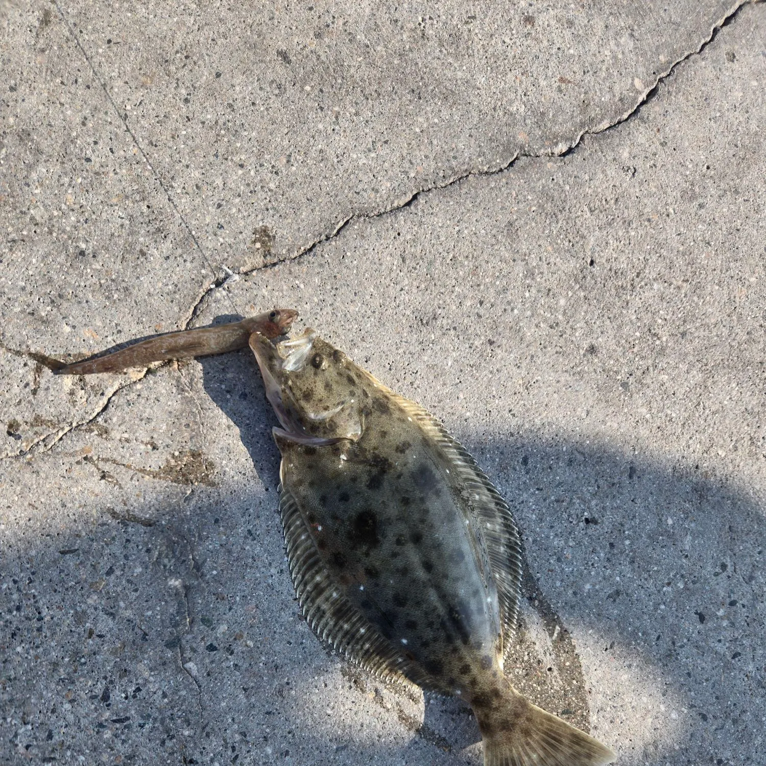 The most recent California halibut catches on Fishbrain