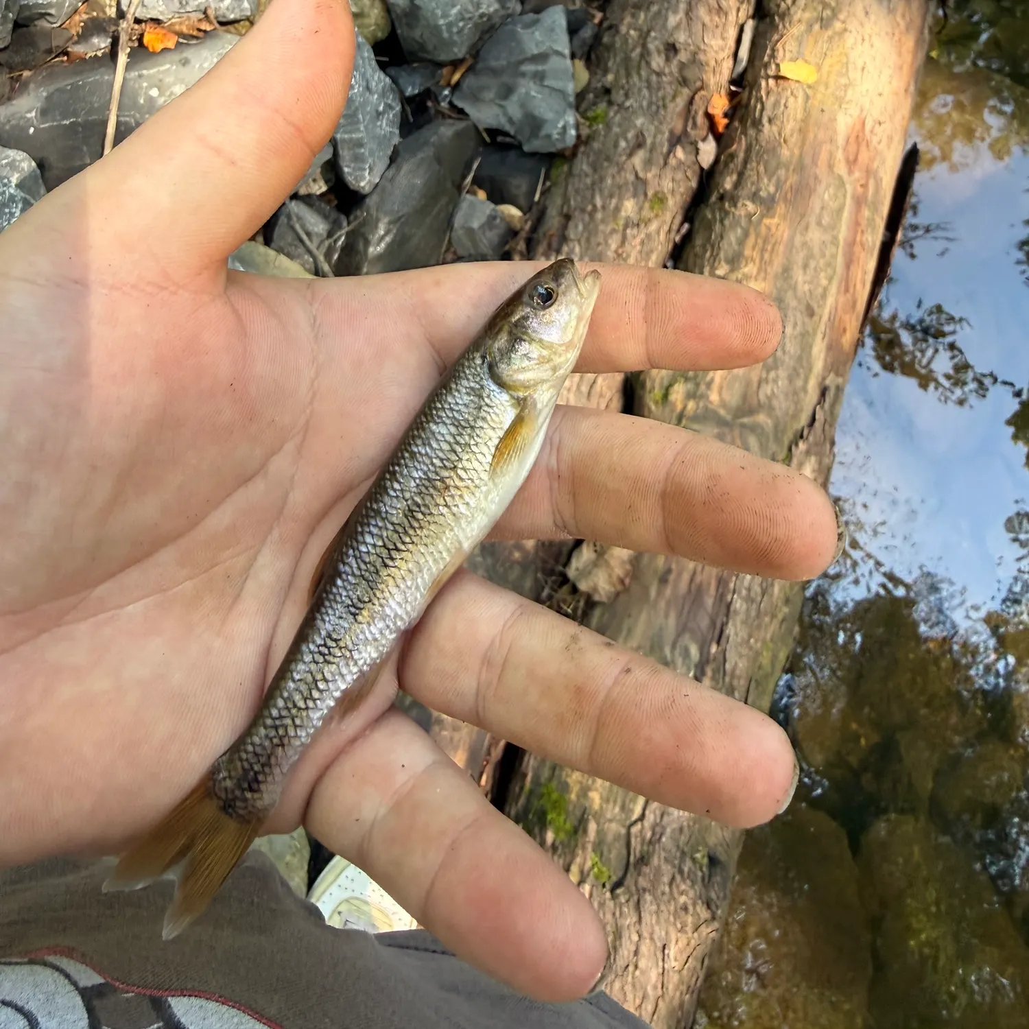 Creek chub caught on Fishbrain