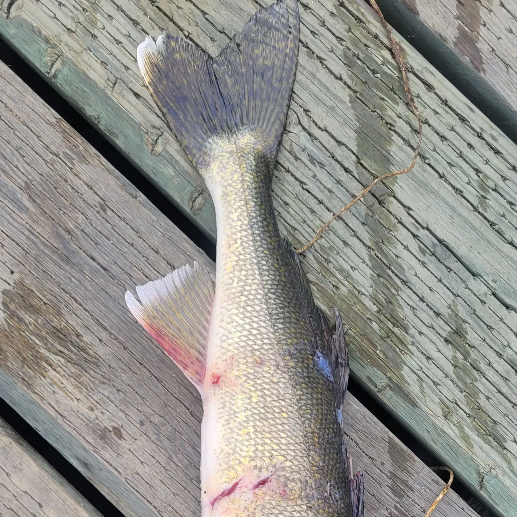 Walleye caught on Fishbrain