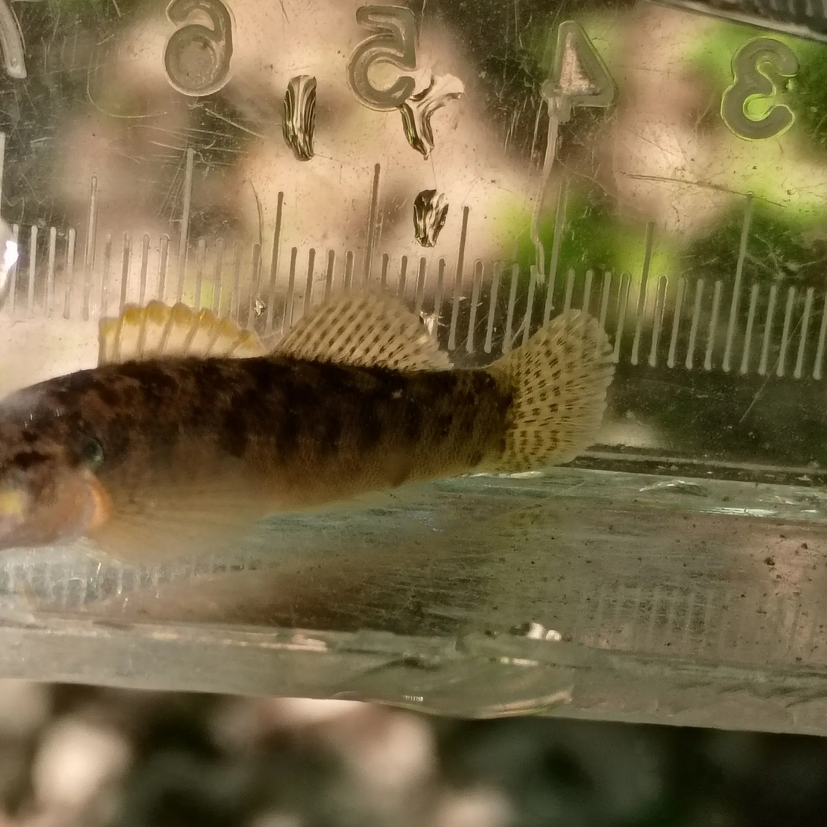 The most recent Fantail darter catches on Fishbrain