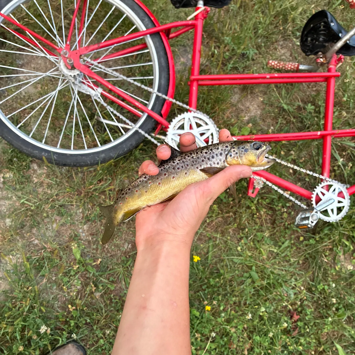 Brown trout caught on Fishbrain