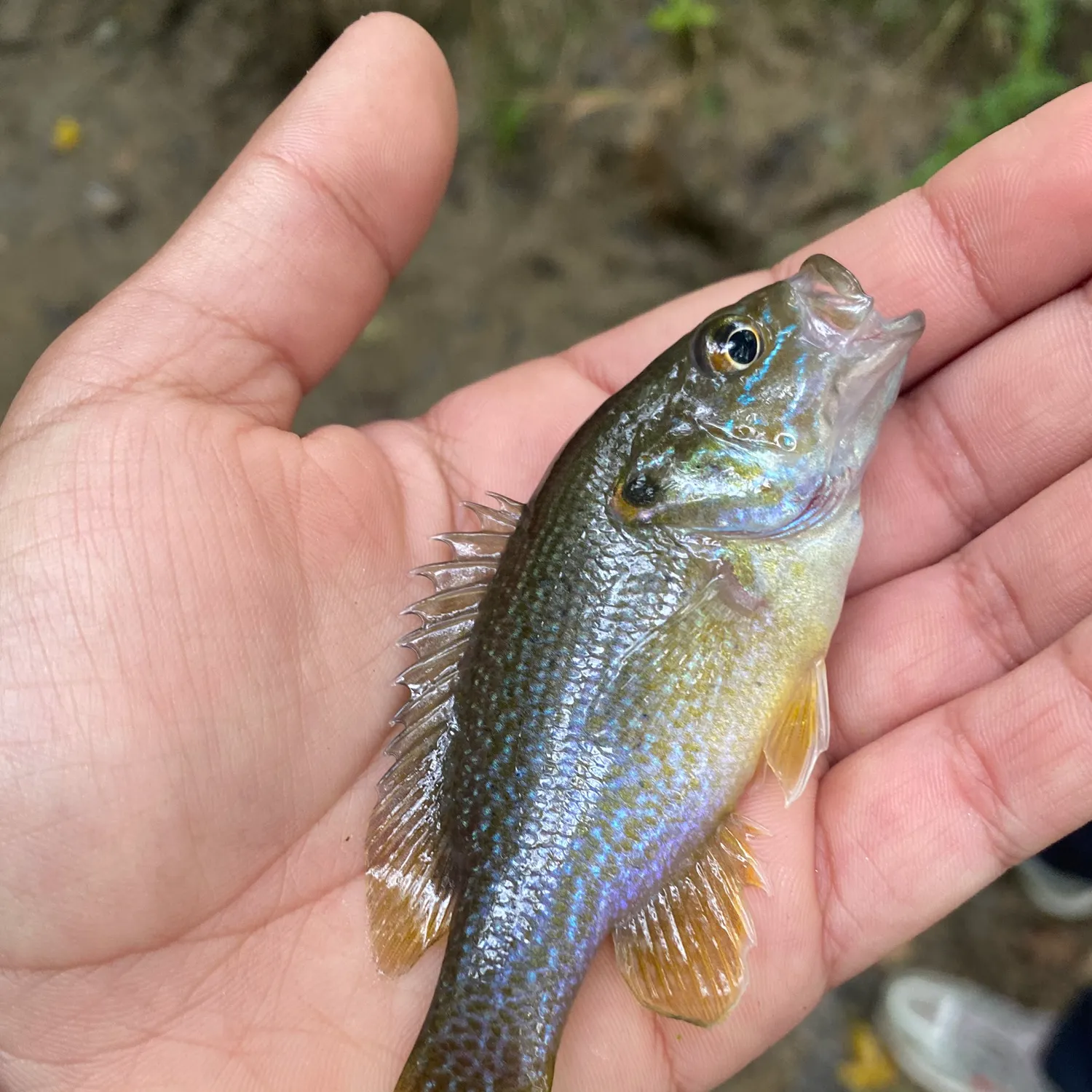 Green sunfish caught on Fishbrain