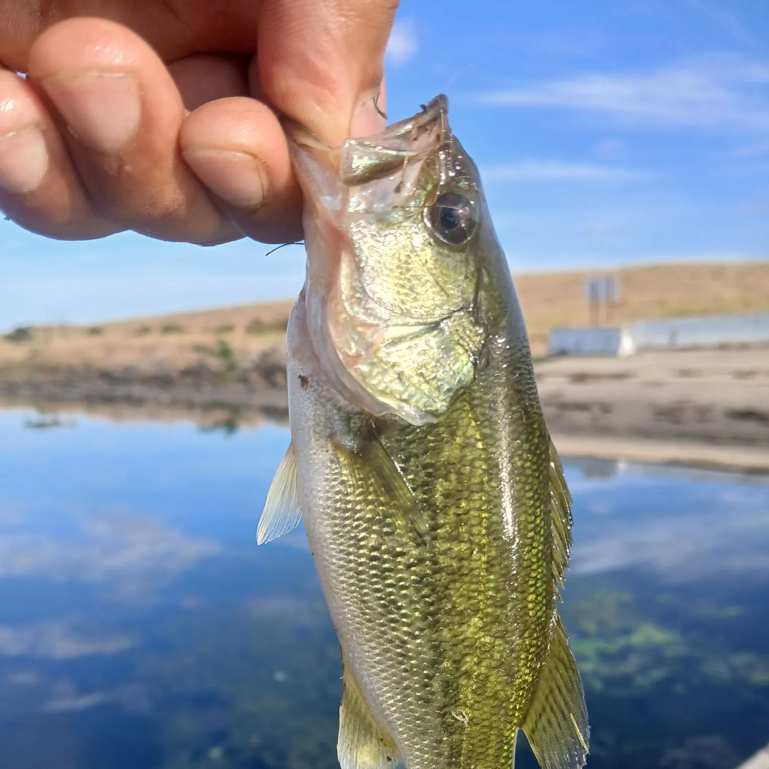 Spotted bass caught on Fishbrain