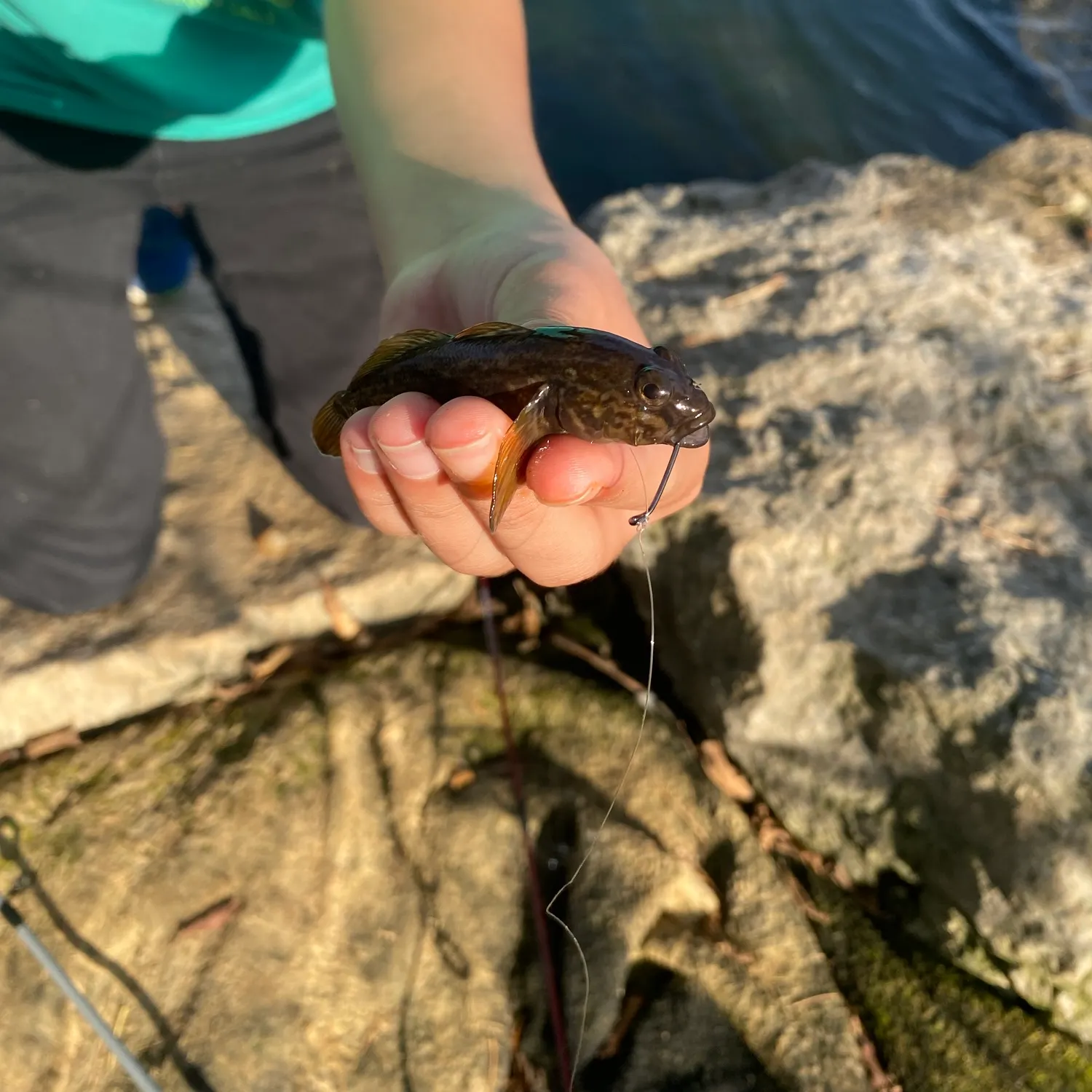 Round goby caught on Fishbrain