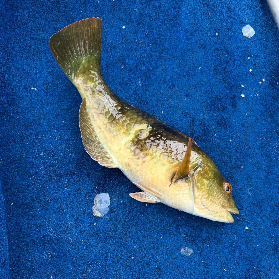 The most recent Blue-throated wrasse catches on Fishbrain